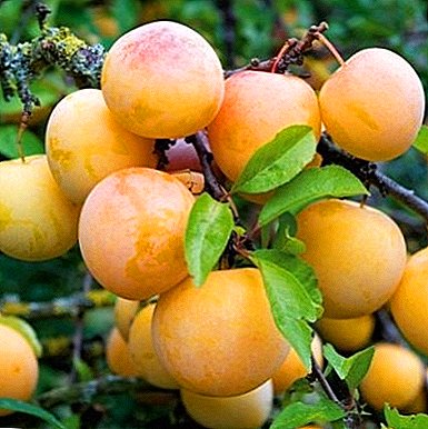 Pelbagai varieti China Yellow Hopp disyorkan untuk penanaman dalam iklim yang keras.