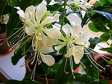 Nodding Jasmine - Wallich Clerodendrum: photos and tips for care