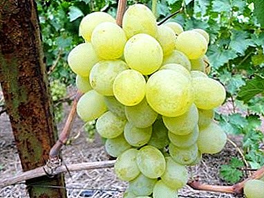 Un almacén de vitaminas - una variedad de uva "Anthony el grande"