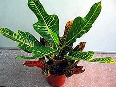 Codiaeum excelent (croton) - or magnificent: characteristics and features of home care
