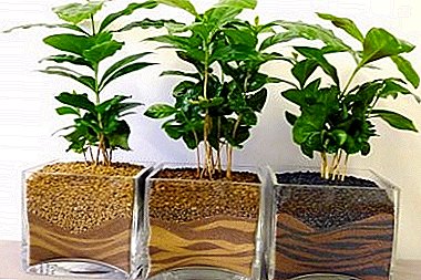 アラビカコーヒーの木 - 自宅で収穫する方法は？