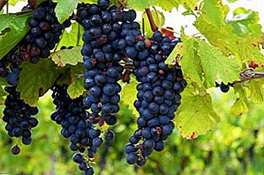 متى يتم حصاد العنب Isabella وهل هو مناسب لإنتاج النبيذ؟