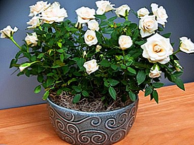 When does it become necessary to transplant a room rose and how to do it correctly?