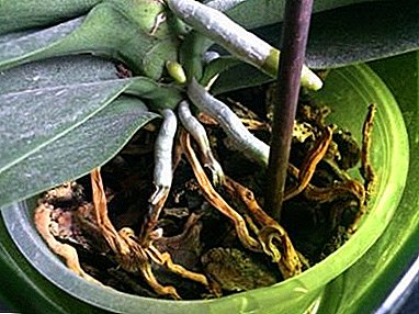 Kada su sve metode dobre: ​​je li moguće presjeći korijenje tijekom transplantacije orhideja i kako to ispravno napraviti?
