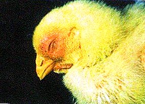 Колигрануломатозата засяга всички вътрешни органи при птиците