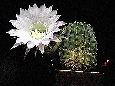 "Stekelige lelie" - de zogenaamde cactus Echinopsis