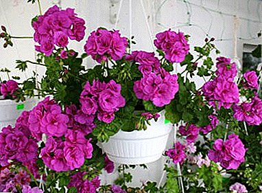 Pelargonium ileum room beauty: secrets of cultivation and care, variety and flower disease
