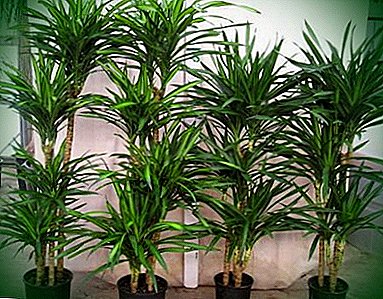 Indoor-Palmen: Wie kann man sich zu Hause gut fortpflanzen? Welche Feinheiten müssen Sie kennen?