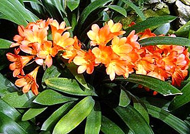 Indoor Clivia Blume: häusliche Pflege, Foto, Reproduktion und Blüte