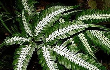 Room fern - Pteris: photos and tips for home care