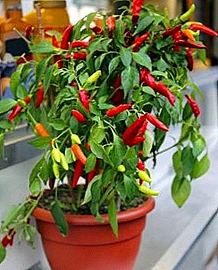 Indoor chili: growing an ornamental plant at home