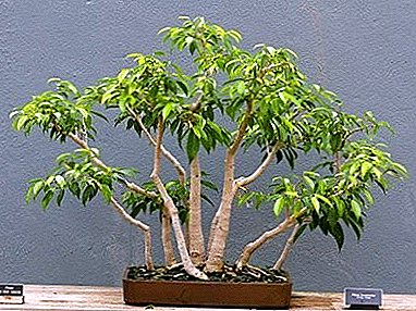 Houseplant for family well-being - ficus "Small-leaved"