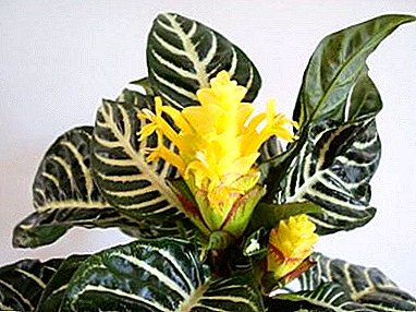 House plant from Denmark: Aphelandra bulging or Squarrosa