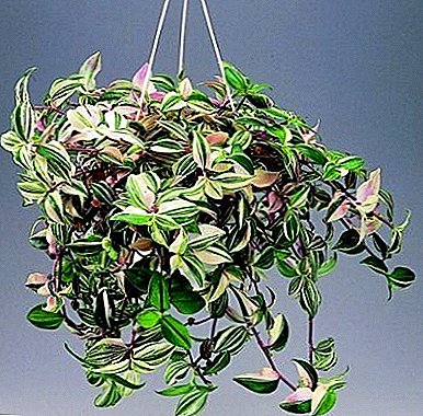 Houseplant Tradescantia: home care, photo and beneficial properties