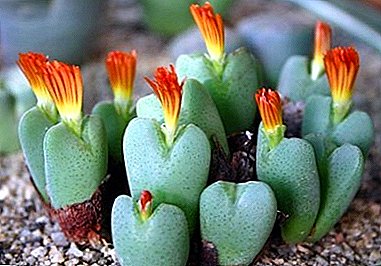 Konofitum - μια περιγραφή των καταπληκτικών φυτών με φωτογραφίες, δημοφιλείς τύπους και συστάσεις για φροντίδα