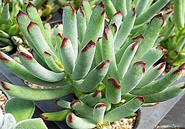 Cotyledon - tagasihoidlik eksootiline taim: fototüübid