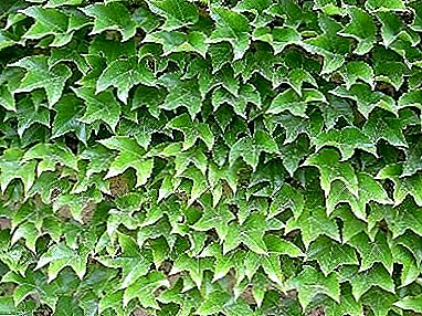 "Carpet wall" - escalada de uva decorativa "Vici"