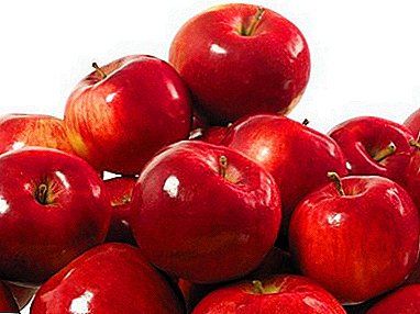 Schönheit und Stolz der Wolga - Apfel Anis Scarlet