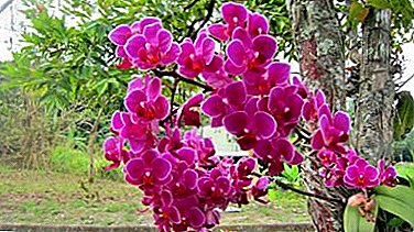 Doğada güzel orkide - vahşi koşullarda phalaenopsis'in hayatı ve evdeki çiçeklerden farklılıkları