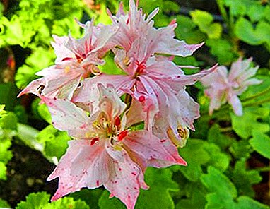 Beauty Pelargonium Star: all about the plant and care for him