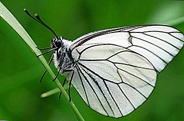 Mooie, maar zeer gevaarlijke vlinder-meidoorn: beschrijving en foto