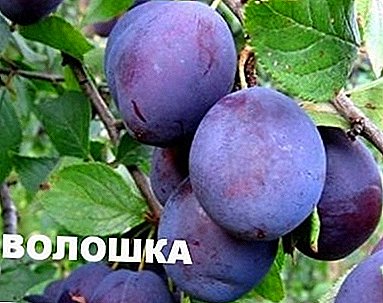 Ameixa tardia bonita com grandes frutas - variedade "Voloshka"