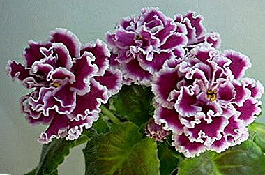 Tatiana Pugacheva's most beautiful violets: Natalie, Elenika, Jacqueline and others