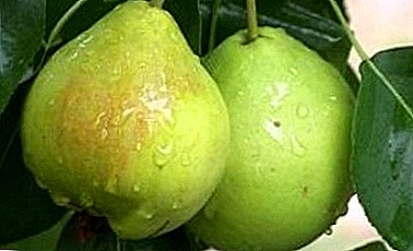 Beautiful fragrant pears will give you Lel