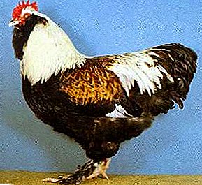 Aves hermosas y bondadosas - gallinas de la raza Fireol