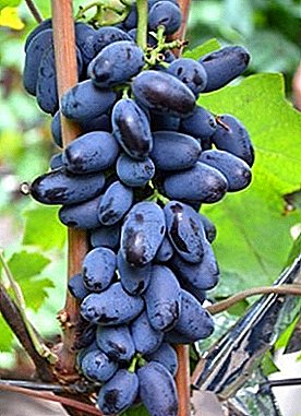 Gyönyörű és elegáns klaszterek - a szőlő "Baikonur" névjegye