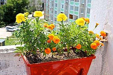 Beautiful and useful marigolds in a potted house - is it possible?