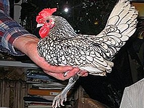 Hermosas y productivas gallinas de raza decorativa Bentam.