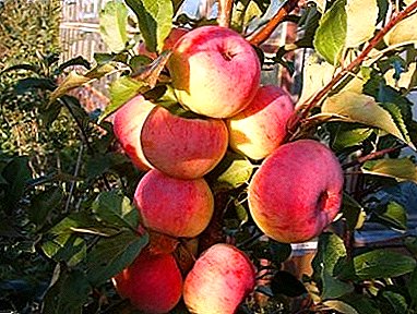 Smukke og lækre æbler giver dig en række Oryol-pionerer