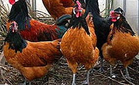 Schöne Hühner mit wunderbaren Eigenschaften - Forverk-Rasse