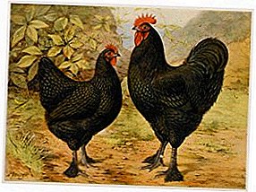 Beautiful meat chickens with increased endurance - breed Langshan