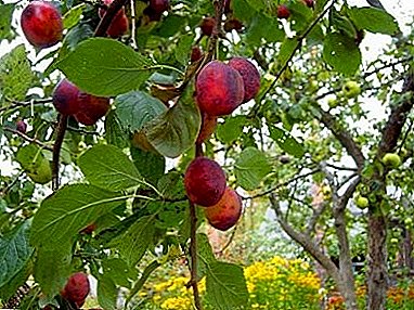 Beautiful fruits and excellent taste shows a plum variety "Etude"
