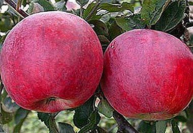 Beautiful fruits and great taste - early apple red variety