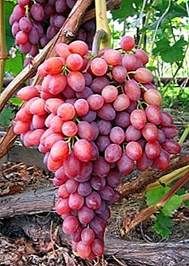 Hermosa variedad con sabor a cereza dulce y nuez moscada: uvas Ruta