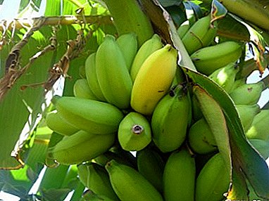 Beautiful variety of green banana with mini-fruits from hot countries: the benefits and harm