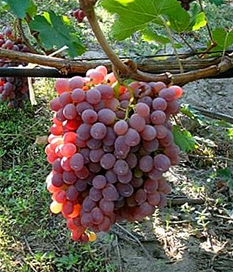 Mooie druiven met een lange houdbaarheid - "Tayfi"