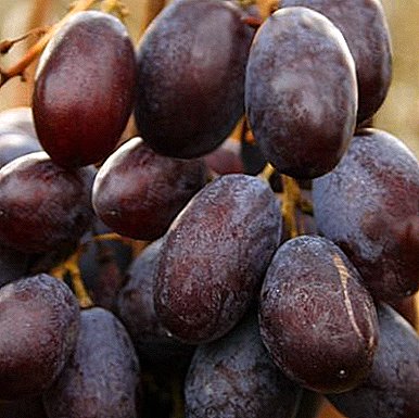 Beautiful grapes with an exotic flavor - Chocolate variety