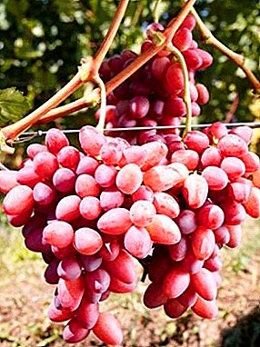 Anggur yang indah dengan buah pukal - gred Sofia