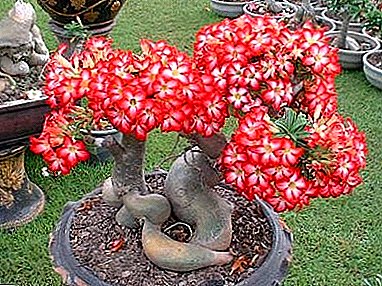 Hermosa invitada con flores de África Adenium Obese (Obesum): descripción con foto y recomendaciones de cuidado