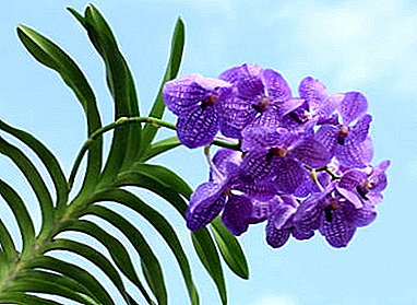 Beautiful epiphytic plant from the genus of orchids named Wanda - description and photo of the flower, the secrets of care