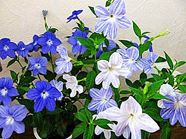 Beautiful indoor plant ferrica: popular types and rules of care