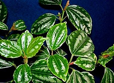 Beautiful Pellionia houseplant: photos and tips for home care