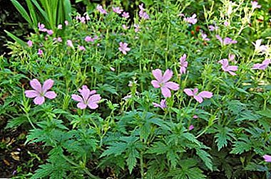 Belle décoration pérenne - Géranium de jardin: planter et soigner la plante, la reproduction et la maladie