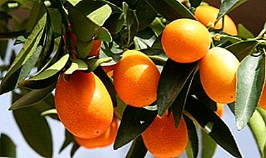 Vacker växt från Kina - Citrus Fortunella (Kinkan, Kumquat)
