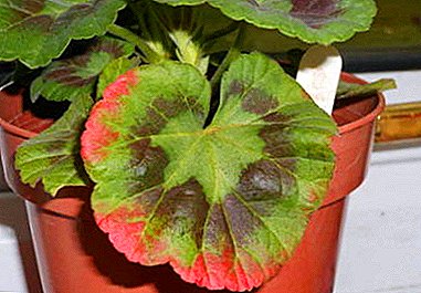 Geranium lapas sarkt: kāpēc tas notiek un kā palīdzēt augu? Preventīvie pasākumi
