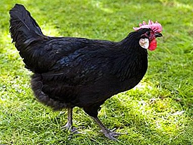 Barevné a elegantní kuřata - Minorca vrstvy
